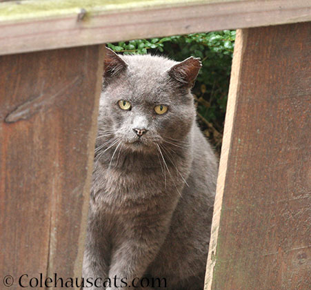 Churchill waiting for breakfast - 2014 © Colehaus Cats