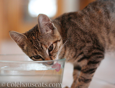 Drinking from the big cat bowl - 2014/2015 © Colehaus Cats