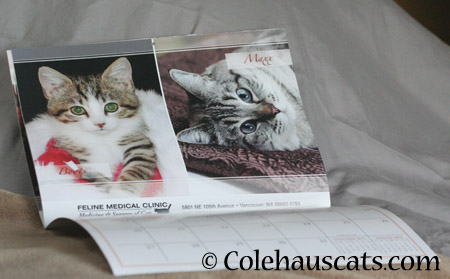 Maxx makes Calendar Boy! - 2014 © Colehaus Cats