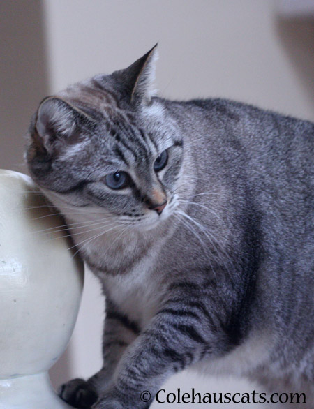 Maxx strikes a pose - 2014 © Colehaus Cats