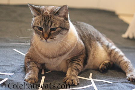 Maxx looking over calendar entries - 2014 © Colehaus Cats