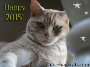 Miss Newton wishes you a Happy 2015! - © Colehauscats.com