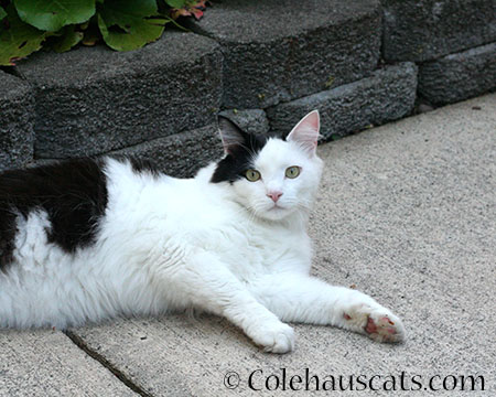 Visitor Mancat Momo - 2014 © Colehaus Cats