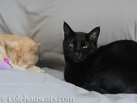 Miss Newton and Olivia - 2015 © Colehaus Cats