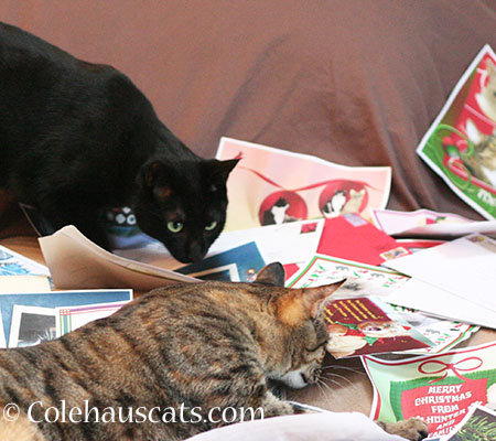 Olivia and Viola checking out the cards - 2014 © Colehaus Cats