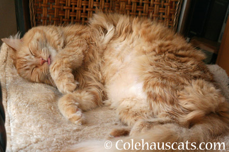 More Pia naps plus bonus tongue - 2014 © Colehaus Cats