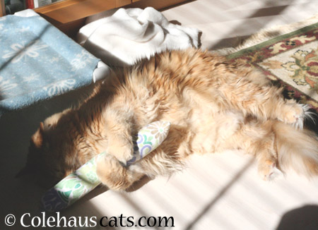 Pia napping with 'friend' - 2014 © Colehaus Cats