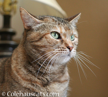 Pretty Ruby - 2015 © Colehaus Cats