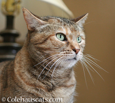 More Pretty Ruby - 2015 © Colehaus Cats