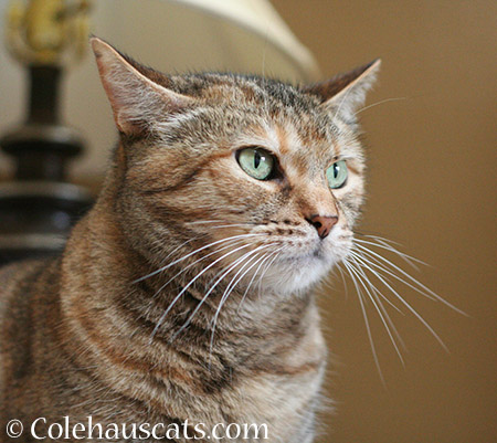 Even More Pretty Ruby - 2015 © Colehaus Cats