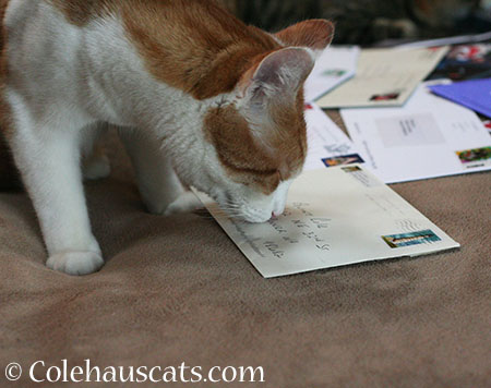 Quint has found his - 2014 © Colehaus Cats
