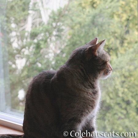 Squirrel TV time - 2015 © Colehaus Cats