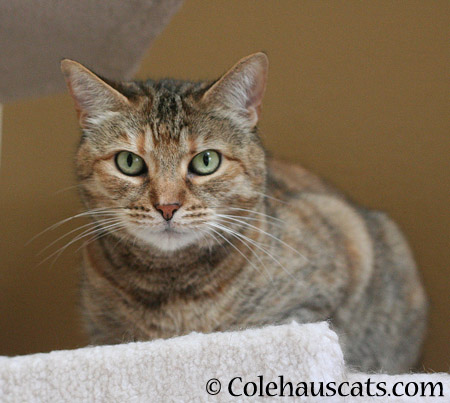 Ruby is all ears - 2014 © Colehaus Cats