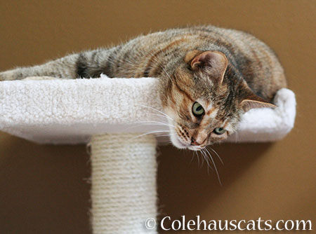 Ruby - 2015 © Colehaus Cats