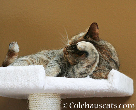 Adjusting Furs - 2015 © Colehaus Cats