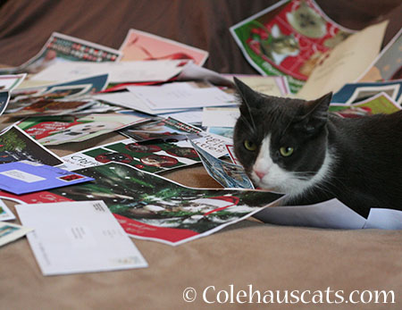 Tessa has selected her favorite - 2014 © Colehaus Cats