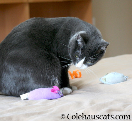 Purple mousie says - 2014 © Colehaus Cats