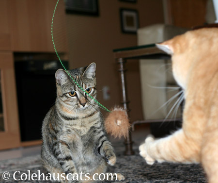 Whippy Toys - 2014 © Colehaus Cats