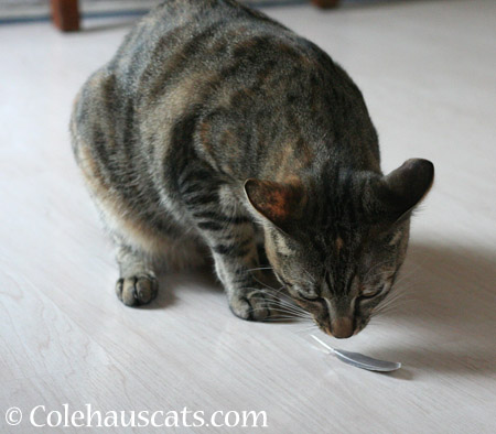 Feather Toys - 2014 © Colehaus Cats