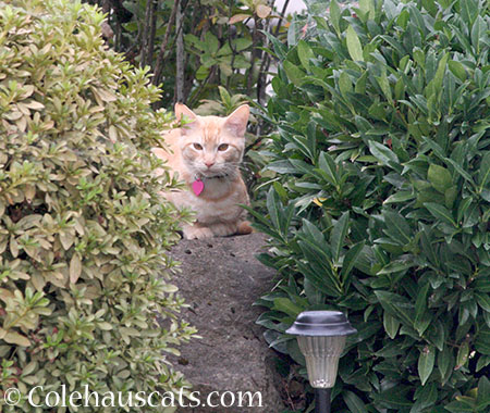 Sir Whittles, vole catcher - 2014 © Colehaus Cats