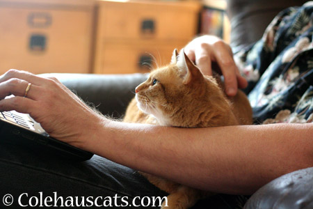 Zuzu and her Dad - 2014 © Colehaus Cats