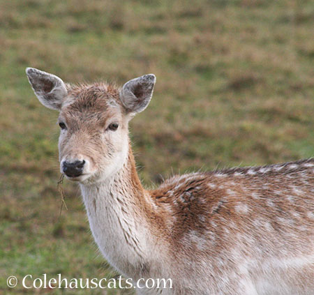 Our favorite local reindeer - 2014 © Colehaus Cats