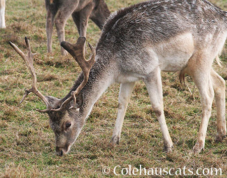 Reindeer for Christmas? Yes! - 2014 © Colehaus Cats