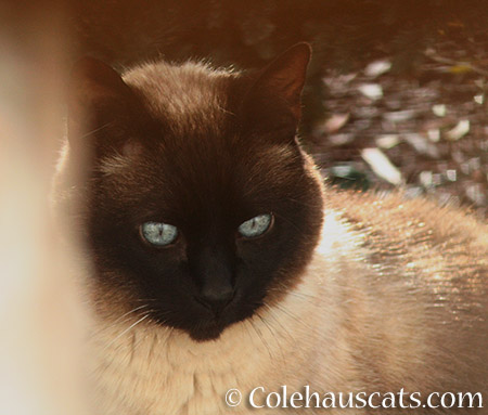 Cocoa - © Colehauscats.com