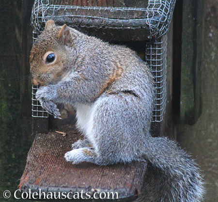 Limpy, the Squirrel - © Colehauscats.com