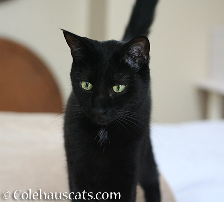 Bright eyed for a Monday? - 2015 © Colehauscats.com