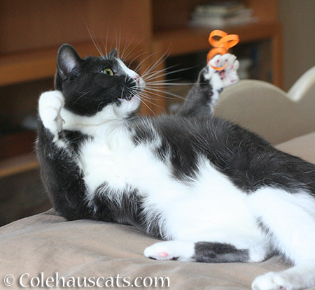 Toy Time with Tessa - 2015 © Colehauscats.com