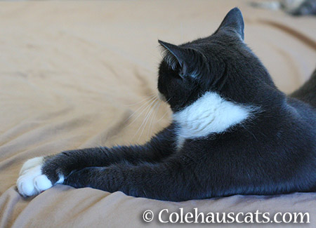 The Criss-Cross Paws I'm Ignoring You Pose - 2015 © Colehauscats.com