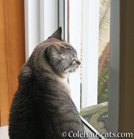 Maxx's Last Photo  February 11, 2015 © Colehauscats.com