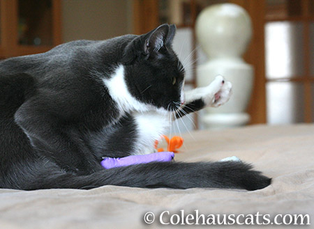 Morning Yoga with Tessa - 2015 © Colehauscats.com