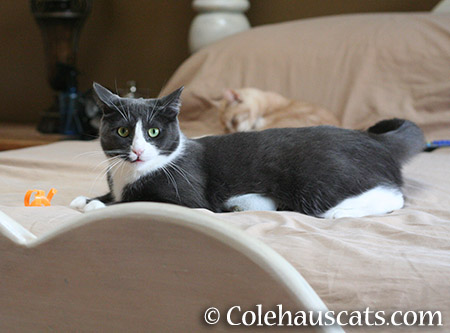 The Staring and Talking Pose - 2015 © Colehauscats.com