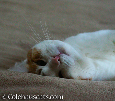 Shhh, I'm napping - 2015 © Colehauscats.com