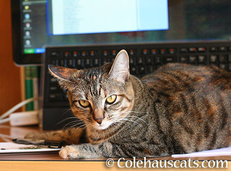 Trying to work, are you? - 2015 © Colehauscats.com