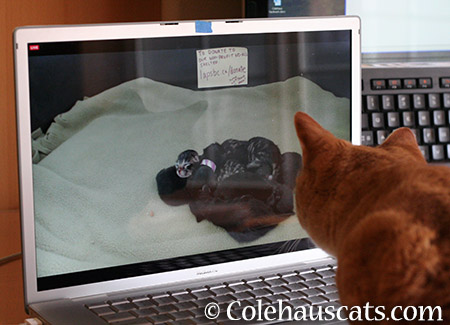Zuzu watches Internet kittens - 2015 © Colehauscats.com