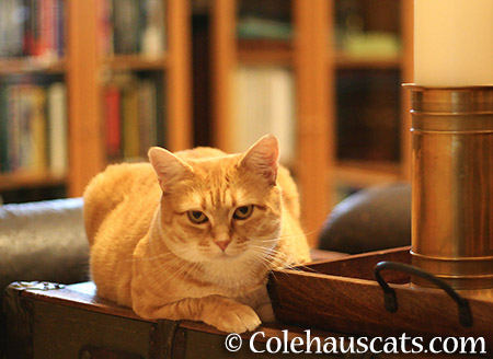 Zuzu, Library Cat - 2015 © Colehauscats.com