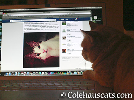 Zuzu visits special needs cats - 2015 © Colehauscats.com