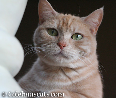 Miss Newton - 2015 © Colehauscats.com