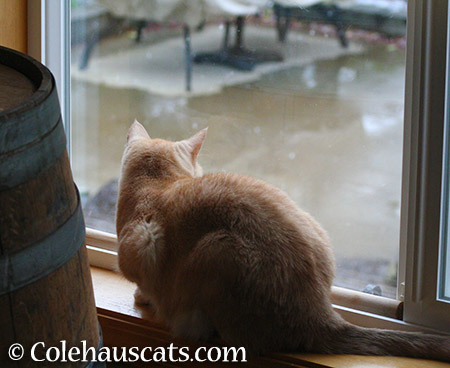 Watching the rain - 2015 © Colehauscats.com