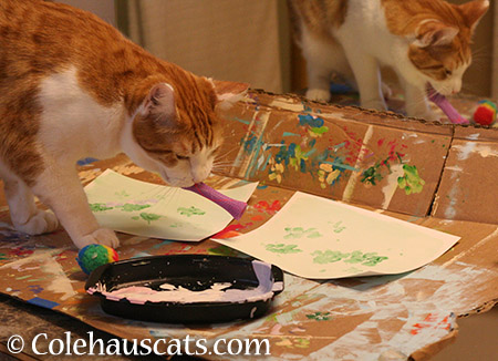 Picking his color - 2015 © Colehauscats.com