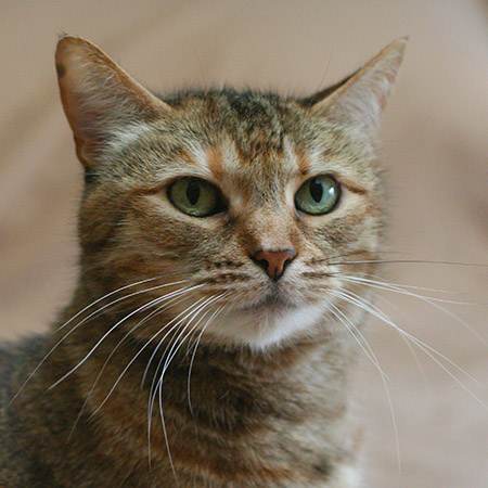 Ruby's official portrait - 2015 © Colehauscats.com