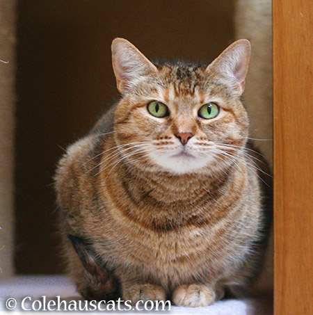 Ruby's official posing portrait - 2015 © Colehauscats.com