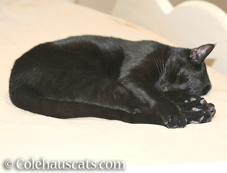 Sleeping panther - 2015 © Colehauscats.com