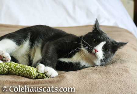 Tessa and her green kick stick - 2015 © Colehauscats.com