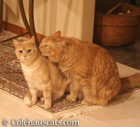 Stop Licking Me! - 2015 © Colehauscats.com