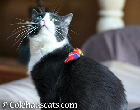 Oh, Ceiling Cat... - 2015 © Colehauscats.com