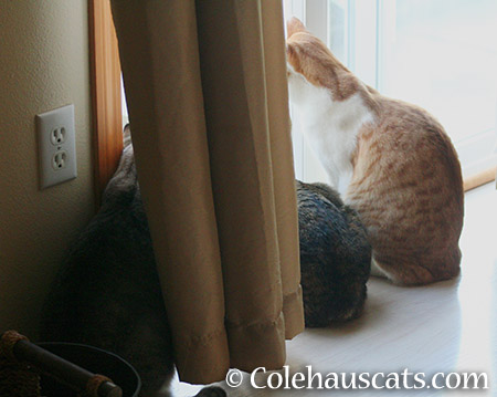 Maxx, Viola, Quint - 2015 © Colehauscats.com